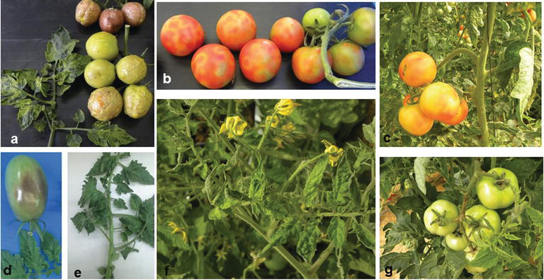 Tomato Brown Rugose Fruit Virus | AHDB